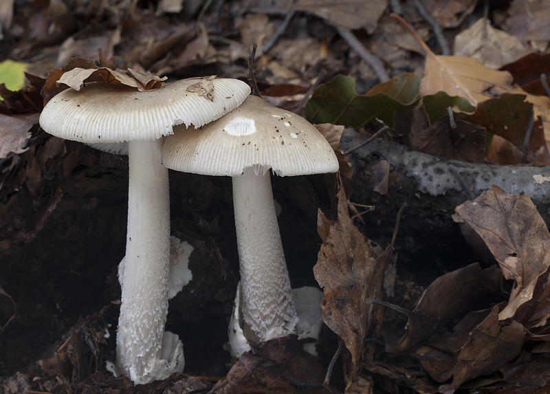 Amanita submembranacea